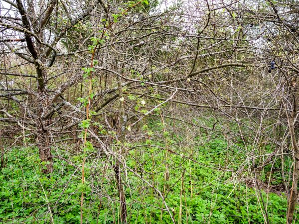 Underbrush Clearing in Beaumont