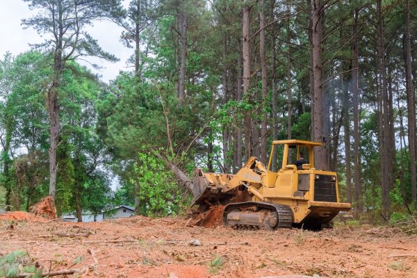 Forest Thinning in Beaumont
