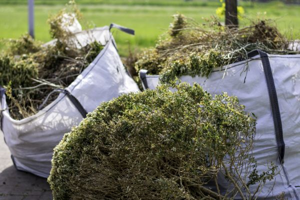 Bushes Clearing in Beaumont
