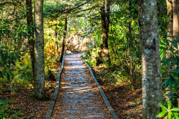 Trail Clearing in Beaumont